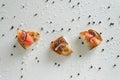 Top view of tasty Italian appetizers -  bruschetta with raw tomatoes and octopus tentacles, on slices of toasted baguette Royalty Free Stock Photo