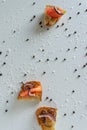 Top view of tasty Italian appetizers -  bruschetta with raw tomatoes and octopus tentacles, on slices of toasted baguette Royalty Free Stock Photo