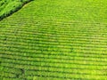 Top view of green tea plantation taken by DJI camera Royalty Free Stock Photo