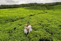 top view of tea plantations and a couple in love in white on the island of Mauritius, Mauritius Royalty Free Stock Photo