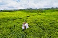Top view of tea plantations and a couple in love in white on the island of Mauritius, Mauritius Royalty Free Stock Photo