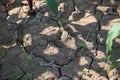 Top view texture arid brown soil image for background nature dry season thailand