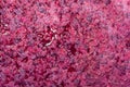 Top view the texture of squeezed grape juice with crushed pink berries