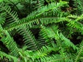 Top view texture of tropical green shrub nephrolepis exaltata sword fern. Kimberley Queen fern bush Royalty Free Stock Photo