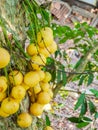 Thai fruit rambeh on the rambi tree Royalty Free Stock Photo