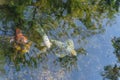 Top view three beautiful koi fishes swimming at clear pond in botanic garden near Dallas, Texas, USA Royalty Free Stock Photo