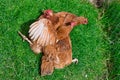 Top view of three brown chickens resting on the green grass Royalty Free Stock Photo