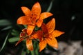 Top view of three orange lilies with green leaves Royalty Free Stock Photo