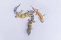 Top view of three leopard geckos laying on a white table at a veterinarian clinic