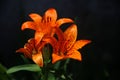 Top view of three orange lilies with green leaves Royalty Free Stock Photo