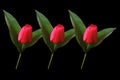 Top view, Three red tulips flower blossom isolated on black background for design or stock photo, illustration, tropical summer Royalty Free Stock Photo