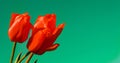 Top view of three red tulips on a soft green background with copy space, banner Royalty Free Stock Photo