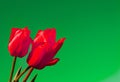 Top view three red tulips on a soft green background with copy space Royalty Free Stock Photo