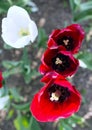 Top view of three red and yellow tulip flowers. Blooming flowers in the park. Colors of the flowers. Royalty Free Stock Photo