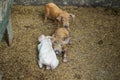 Top view at three small domestic piglets look at camera in swine paddock