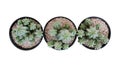 Top view of three small potted cactus succulent Tanzanian Zipper plant Euphorbia anoplia the chunky green stemless succulent Royalty Free Stock Photo