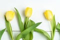 Top view of three small vivid yellow tulip flowers and green leaves on a white painted wooden table, beautiful indoor floral backg Royalty Free Stock Photo