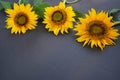 Three sunflowers on gray background.