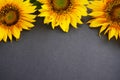 Three sunflowers on gray background. Royalty Free Stock Photo