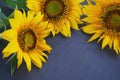 Top view of three sunflowers on gray frame background. Floral backgrounds. Yellow summer or spring  flowers decoration. Royalty Free Stock Photo