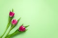 three tulips on a soft green background with copy space Royalty Free Stock Photo