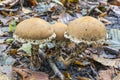 Top view of three Weeping Widow mushrooms lacrymaria lacrymabunda in a dark spot in the Westerpark in Zoetermeer Royalty Free Stock Photo