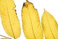 Top view of three yellow autumn leaves Royalty Free Stock Photo