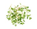 Top view of Thyme sprigs isolated on a white background Royalty Free Stock Photo