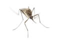 Top view of a Tiger mosquito Royalty Free Stock Photo