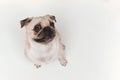 Top view of timid little mops puppy with big eyes curiously looking up