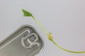 Top view of a tinned can and bean sprout on a white background Royalty Free Stock Photo