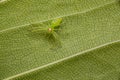 Top view of tiny green magnolia green jumper spider camouflaged on green leaf Royalty Free Stock Photo