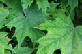 Top view of a tiny ladybug sitting on a green maple leaf in springtime Royalty Free Stock Photo