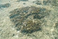 Top view to the bottom of the sea on the beach. Pebbles sand and fish. Sun glare and coral on the surface of the water and the Royalty Free Stock Photo