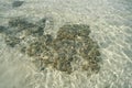 Top view to the bottom of the sea on the beach. Pebbles sand and fish. Sun glare and coral on the surface of the water and the Royalty Free Stock Photo