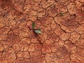 Top view to clay dry and waterless soil with cracks and green plant sprouts Royalty Free Stock Photo