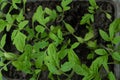 Top view to seedling tomato in tray for sprout in greenhouse with selective focus Royalty Free Stock Photo