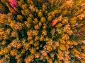 Top view on the tops of yellow trees. Russia