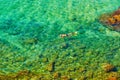 Tourist snorkeling in a turquoise sea