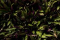 Top view of Tradescantia spathacea tree mulch plants in garden. Royalty Free Stock Photo