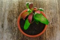 Top view of the transplanted into a larger flower pot a mango seedling. Royalty Free Stock Photo