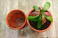 Top view of the transplanted into a larger flower pot a mango seedling. Royalty Free Stock Photo