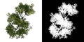 Top view of Tree Acacias 3 Plant png with alpha channel to cutout made with 3D render