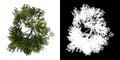 Top view of Tree Acacias 4 Plant png with alpha channel to cutout made with 3D render