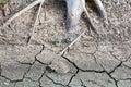 Top view, tree roots and ground, drought, cracks in summer, images for background Royalty Free Stock Photo