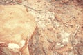 Top view of tree stump. Royalty Free Stock Photo