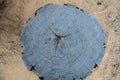 Top view tree stump texture background Royalty Free Stock Photo