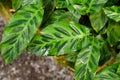 Tropical `Calathea Goeppertia Wiotii` plant with bright leaves with dark green stripe like markings