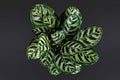 Top view of tropical `Calathea Makoyana` Prayer Plant, a house plant with beautiful exotic pattern on black background