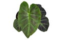 Top view of tropical `Colocasia Esculenta Aloha` garden- or houseplant with dark green and almost black leaves